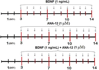 Features of Neural Network Formation and Their Functions in Primary Hippocampal Cultures in the Context of Chronic TrkB Receptor System Influence